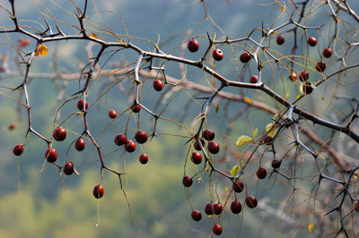 家鄉(xiāng)的酸棗