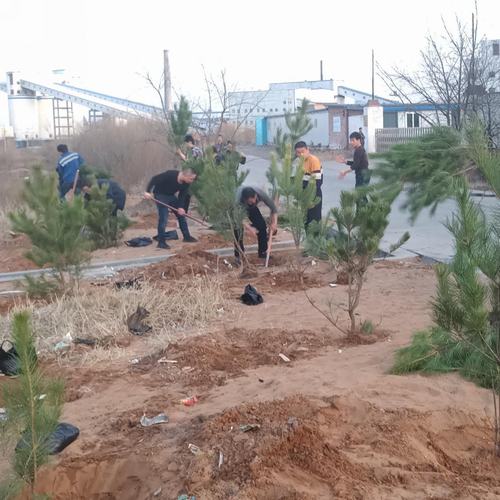 洗選煤運營公司洗煤廠: 開展“植樹造林美化家園”活動