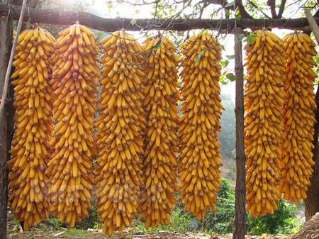 立秋節(jié)氣之由來(lái)