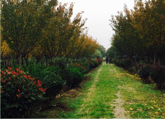 陜煤建設綠宇園林公司：以自有苗木為設計基礎，打造“花園式”工程