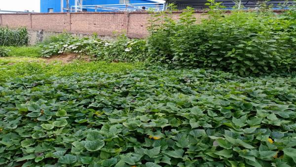 陜煤建設(shè)洗選煤運營公司紅柳林洗煤廠項目部：職工“菜園子”，舒筋又舒心