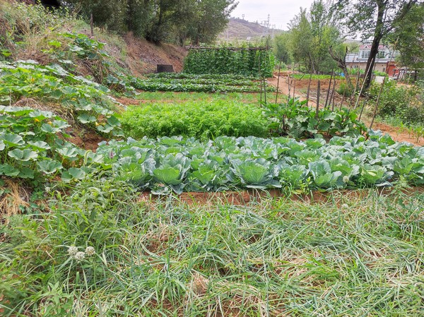 陜煤建設(shè)洗選煤運(yùn)營公司紅柳林洗煤廠項(xiàng)目部：職工菜園，“蔬”心“食”尚
