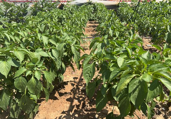 陜煤建設天工公司土建十七項目部:“蔬新”的菜園子