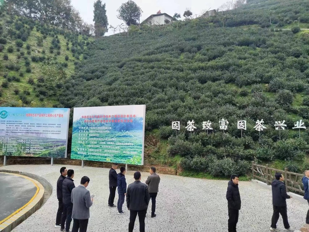 陜煤建設(shè)駐村工作隊(duì)“走出去”尋覓茶產(chǎn)業(yè) 發(fā)展良方