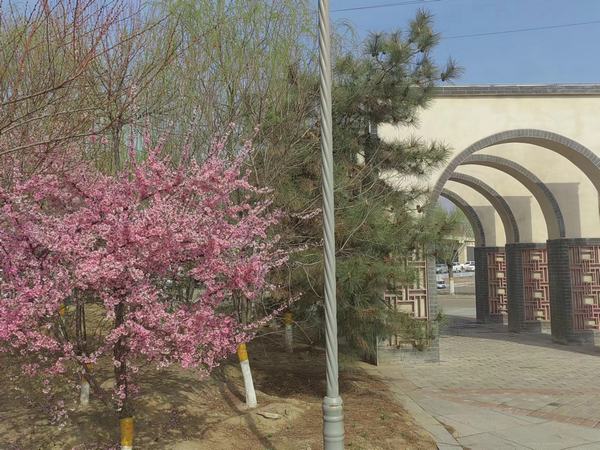 桃花花開(kāi)在四月天