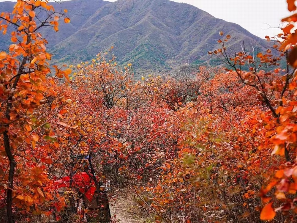 紅葉燃情,歷史鑄魂