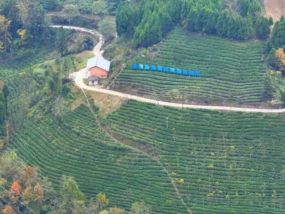 陜煤建設定點幫扶村：春茶采摘忙  產(chǎn)業(yè)興旺正當時