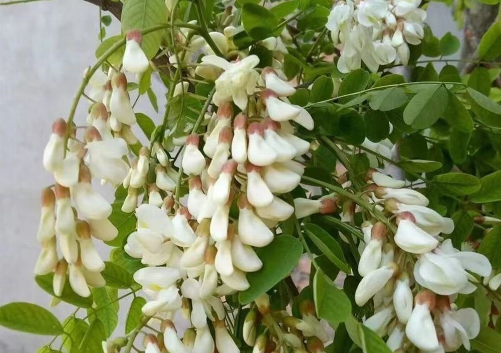 走！鉤洋槐花去！
