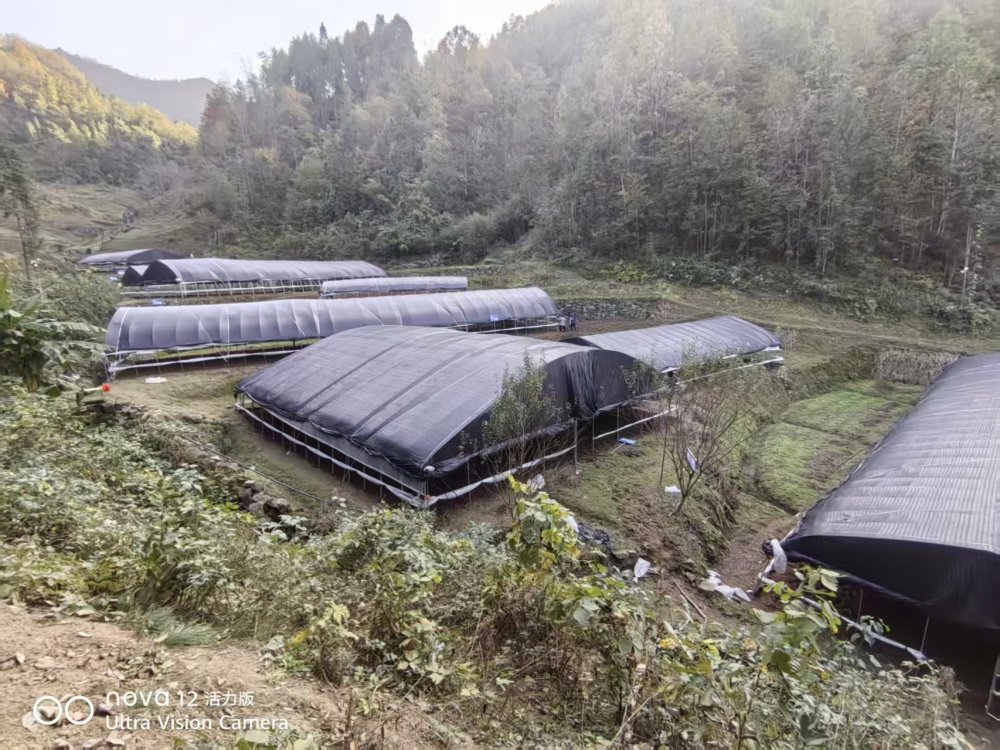 陜煤建設(shè)定點(diǎn)幫扶村:“菌”力量撐起“致富傘”